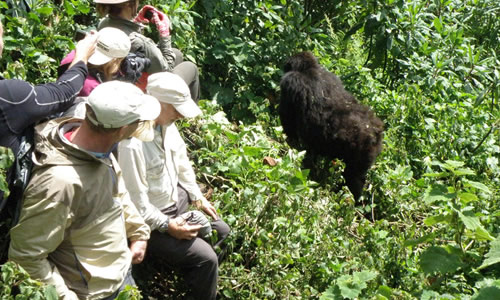 Is gorilla trekking worth it?