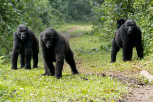 4 days Uganda Gorilla trekking and Karisimbi Hiking