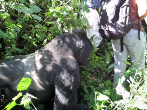 4 days gorilla trekking in Uganda and Karisimbi Hike