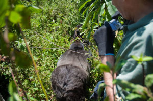 Gorilla trekking and Bisoke Hiking