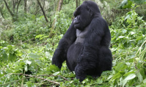 3 Days Gorilla Tour in Rwanda and Golden Monkey tracking