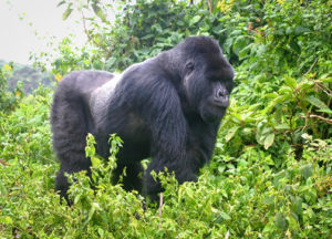 4 Days Rwanda Gorilla Tour and Golden Monkeys