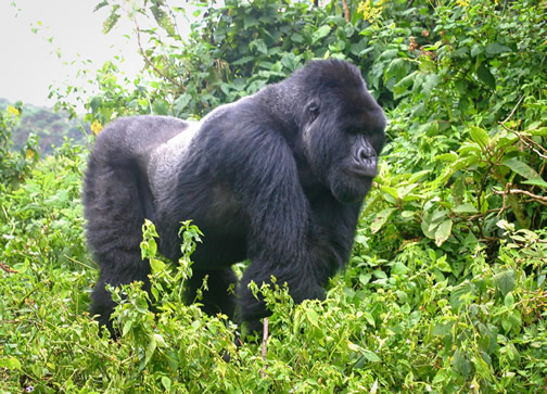 4 Days Rwanda Gorilla Tour and Golden Monkeys