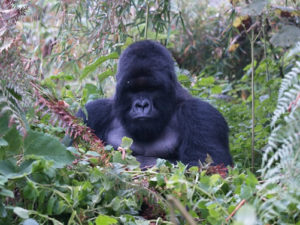5 Days Rwanda Primates tour
