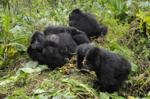 4 days double gorilla tracking in Uganda and Rwanda