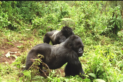 3 Days Rwanda Gorilla Trekking