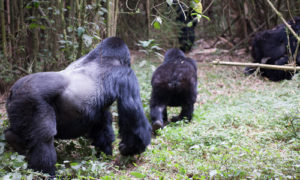 Gorilla trekking safety