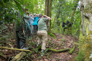 15 Days best Uganda safari