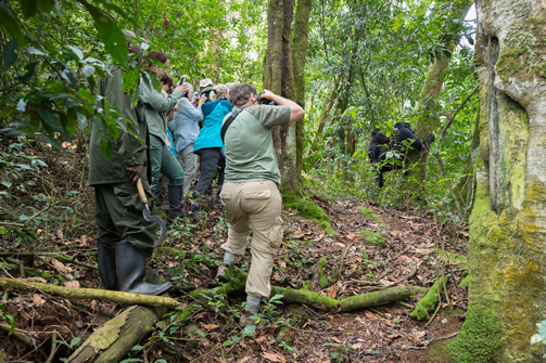15 Days best Uganda safari