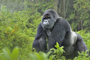 2 Days gorilla tour and bisoke hike