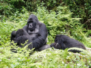 3 Days Gorilla Trekking and Bisoke Volcano Hike