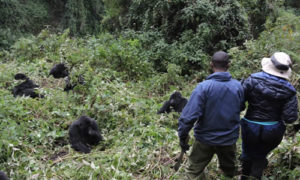 3 Days Gorilla Tour of Rwanda and golden monkeys