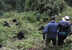 10 day gorilla trekking in Uganda and Rwanda