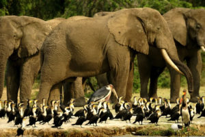Rwanda Uganda Wildlife Safari