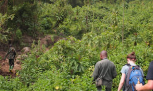 2 days Bisoke Hike and Gorilla Trekking