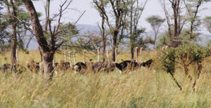 Ostriches in Kidepo Valley National Park