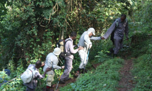 Porters for gorilla trekking