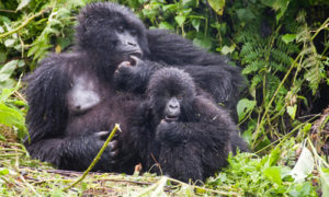 Gorilla groups in the Volcanoes National Park
