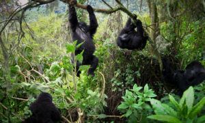 Gorilla Groups and families in Rwanda