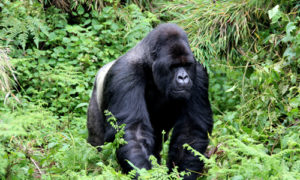 Rwanda gorilla families