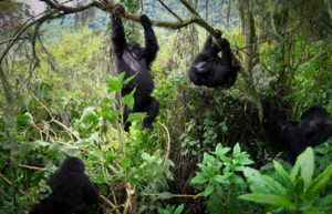 15 Days Uganda, Congo and Rwanda Wildlife Safari