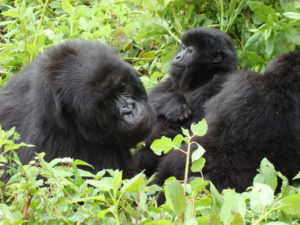 4 Days Double Gorilla Trekking in Rwanda