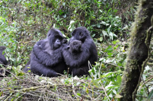 5 days primates tour in Uganda