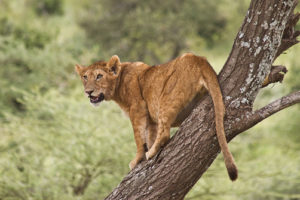 Lions during a Uganda Rwanda tour