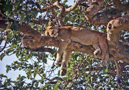 14 days Wildlife Tour in Uganda and Rwanda