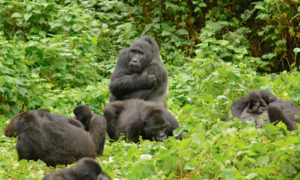 Gorillas during 8 Day tour of Uganda