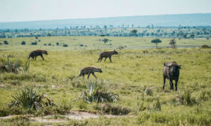 A safari in Uganda and Rwanda