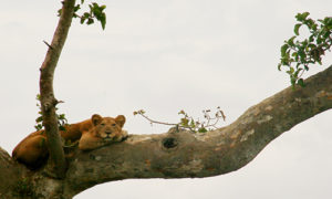 8 Days Uganda Wildlife Safari