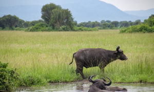 8 Days Uganda Wildlife Tour