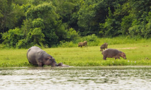 10 Days Uganda and Rwanda Safari tour