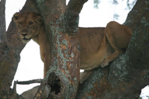 best time to go to queen ellizabeth national park