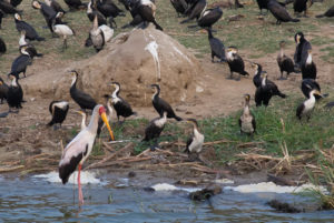 birdwatching in queen elizabeth national park