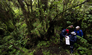 Gorilla Census in Bwindi Uganda