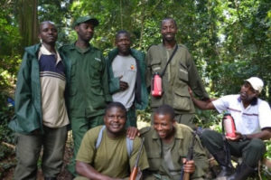 Mountain gorilla conservation in Uganda