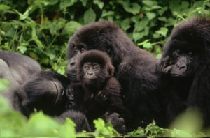 Gorilla Conservation in Rwanda