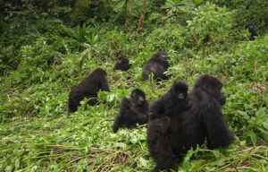 Gorilla Habituation Experience