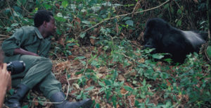 Mountain Gorilla Habituation Experience