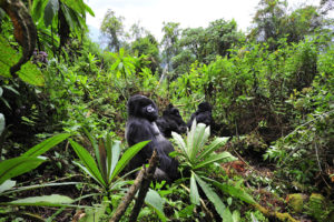 Habituating Mountain Gorillas