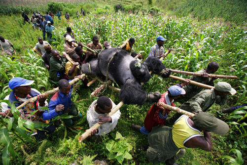 Gorilla Conservation in Africa – Uganda, Rwanda and Congo