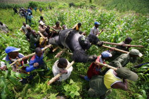 Mountain Gorilla Conservation in Congo