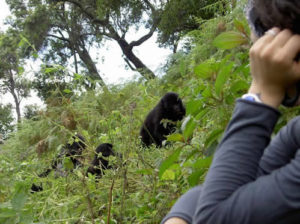 Gorilla Habituation Experience in Uganda