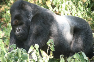 Gorilla Conservation in Uganda