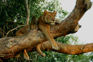 best time for a safari in Queen Elizabeth National Park