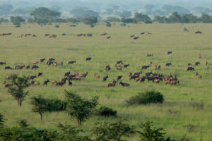 What to pack for Queen Elizabeth National Park