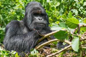 Gorilla Tracking in Virunga National Park