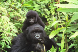 Tracking Gorillas in Virunga National Park